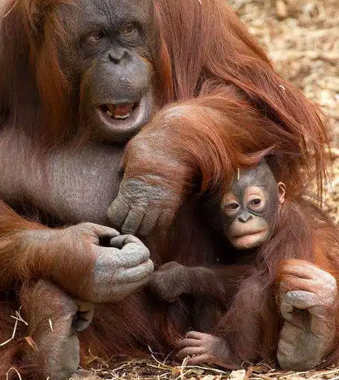 صور مذهلة تظهر عظمة الأم في مملكة الحيوانات