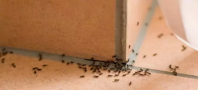 9 طرق بسيطة للتخلص من الحشرات