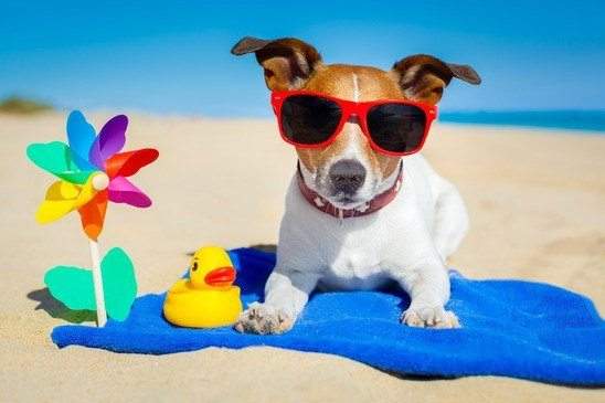 كيف تواجه الحيوانات حرارة الصيف؟