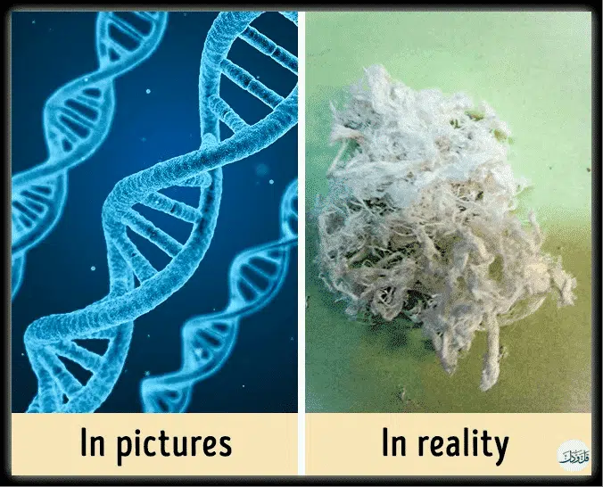 الحمض النووي.. وأشياء تختلف في مخيلتنا عن الواقع