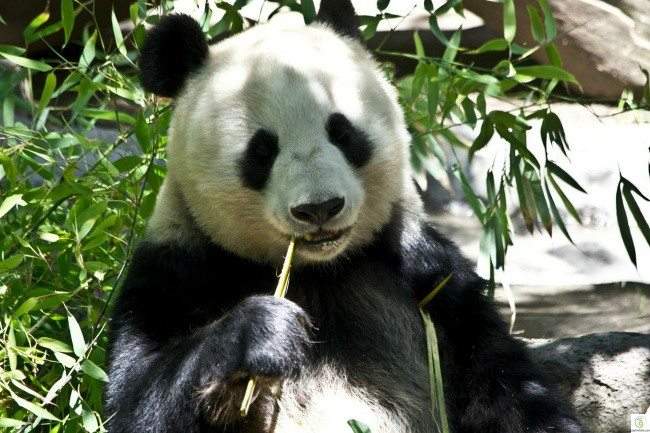 بينها الدب الباندا : حيوانات لطيفة المظهر.. شرسة الجوهر