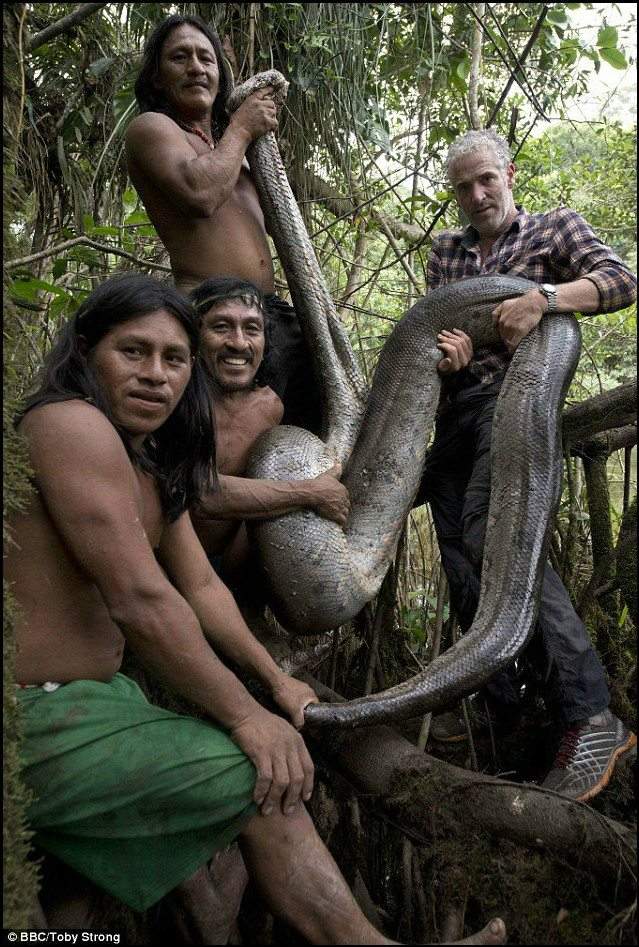 رحلة الإمساك بالثعبان "آكل الرجال" في غابات الأمازون!