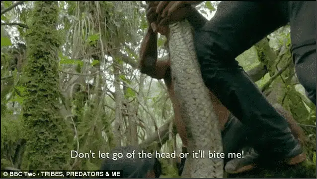 رحلة الإمساك بالثعبان "آكل الرجال" في غابات الأمازون!