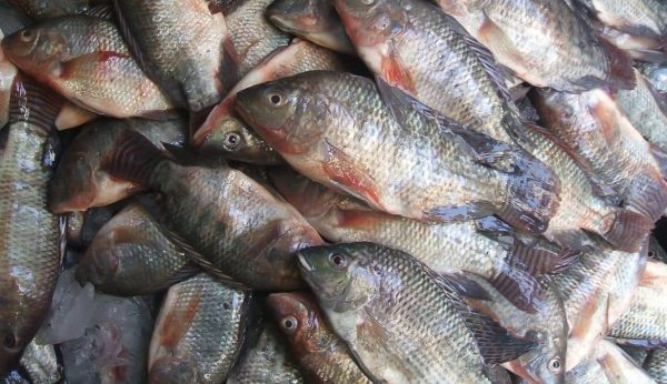 هل تعشق أكل الأسماك؟ 8 أنواع قد تؤدي لأخطر الأمراض