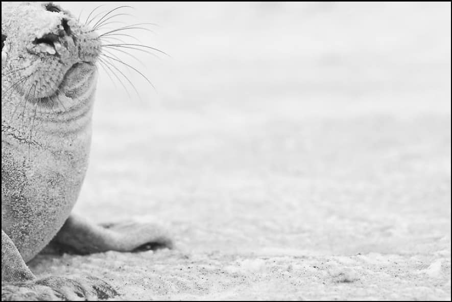 لقطات مميزة لحيوان الفقمة المنتشر بجزيرة سابل