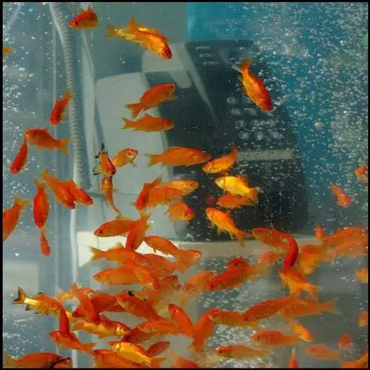 في كوكب اليابان كابينة الهاتف حوض للأسماك الذهبية!