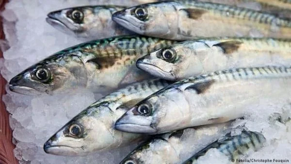 هل تعشق أكل الأسماك؟ 8 أنواع قد تؤدي لأخطر الأمراض