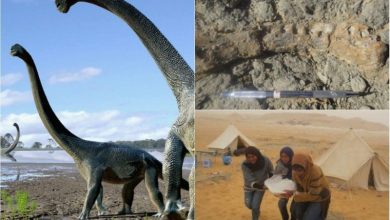 منصوراصوروس .. الاكتشاف المصري للحلقة المفقودة في تاريخ الديناصورات