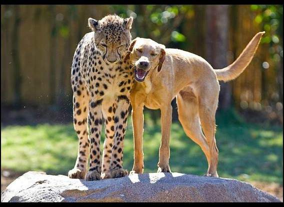 صداقات مفاجئة بين فصائل مختلفة من الحيوانات