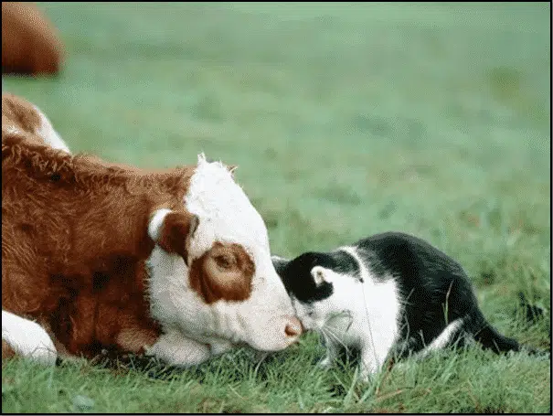 صداقات مفاجئة بين فصائل مختلفة من الحيوانات