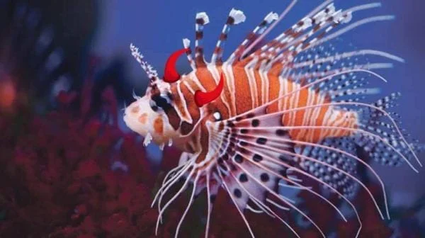 "خطر تحت الماء".. أسماك قاتلة تهدد حياة الإنسان
