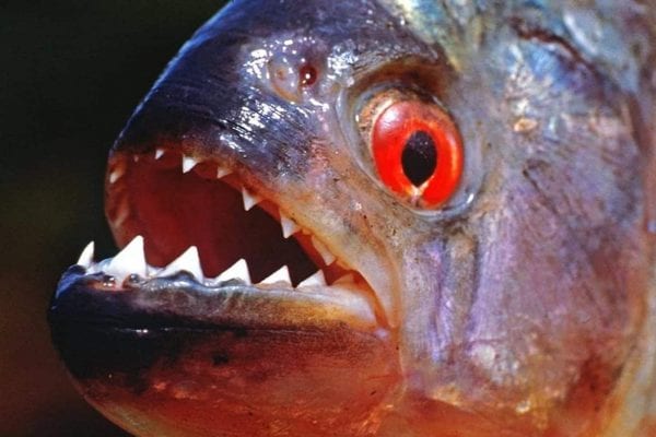 "خطر تحت الماء".. أسماك قاتلة تهدد حياة الإنسان