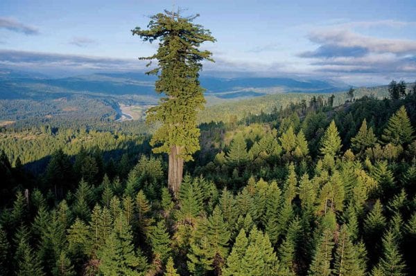 أغرب 10 أشجار في العالم