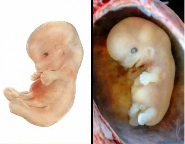 مراحل نمو الجنين في بطن أمه بالتفصيل من الأسبوع الأول للأخير في 10 صور