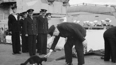 "القط سيمون".. أنقذ سفينة حربية وحصل على وسام الشجاعة
