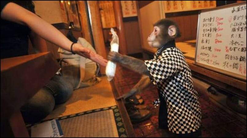 فقط في اليابان.. القرود في خدمتك بمطعم كايابوكيا