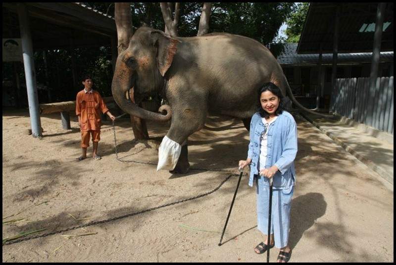 في تايلاند.. أول مستشفى لعلاج الأفيال في العالم