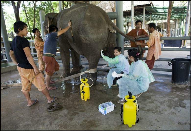 في تايلاند.. أول مستشفى لعلاج الأفيال في العالم