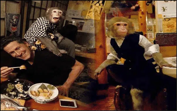 فقط في اليابان.. القرود في خدمتك بمطعم كايابوكيا