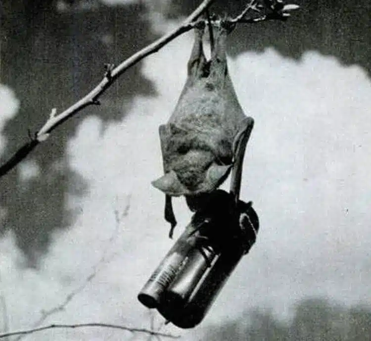 كيف استخدم الأمريكان الخفافيش في تفجير اليابان