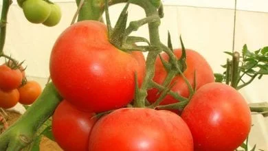 كيف تزرع الطماطم في منزلك؟