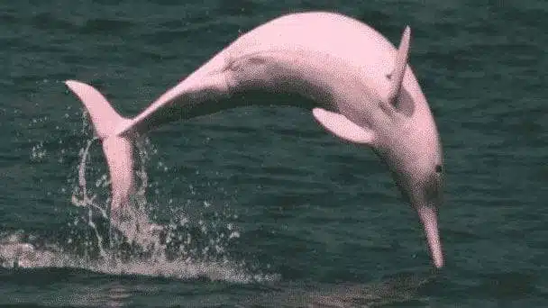 الدولفين الوردي.. مخلوقات نهر الأمازون العجيبة
