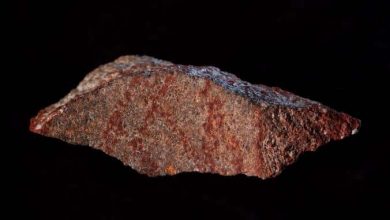 عمره 73 ألف عام.. ماذا تعرف عن الـ"هاشتاج" الأقدم في التاريخ؟