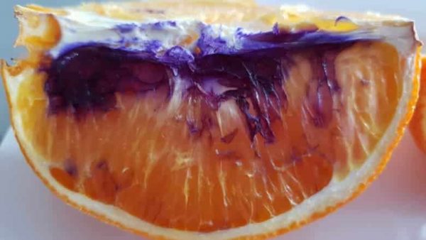 البرتقال الأرجواني في أستراليا ظاهرة غريبة عجز العلماء عن تفسيرها
