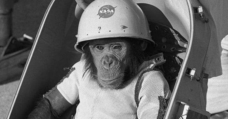 القرد "هام".. دليل "ناسا" الأول إلى الفضاء الخارجي