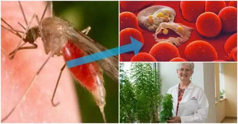 اكتشاف طبي مذهل.. علاج مرض الملاريا القاتل عبر أوراق الشيح المجففة