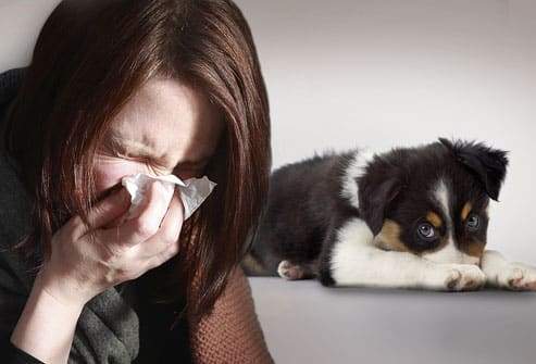 الحساسية ضد الكلاب.. وأبرز الأعراض والعلاجات