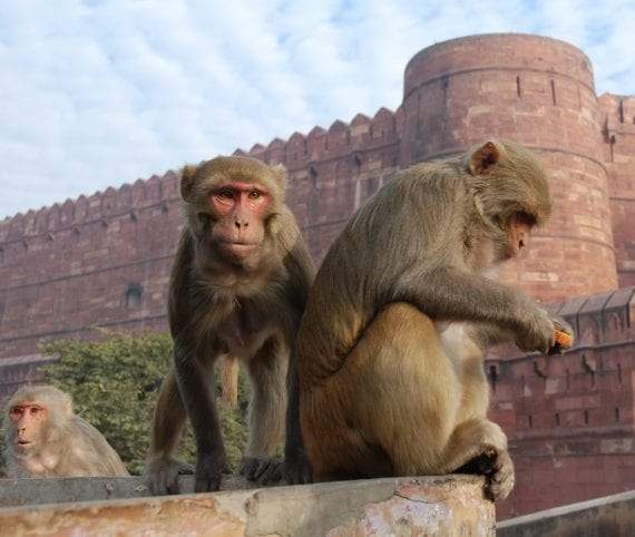 كوكب القرود..فيلم خيال علمي قد تتكرر أحداثه على أرض الواقع والبداية من الهند