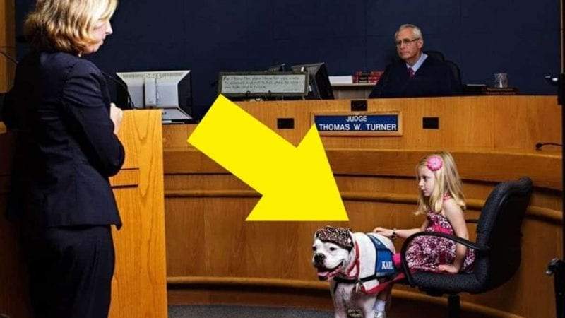 الكلب كارل.. جرو كفيف يدعم الأطفال للإدلاء بشهادتهم في المحكمة!