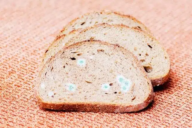 ماذا يحدث عند تناول خبز يغطي العفن جزء صغير منه؟