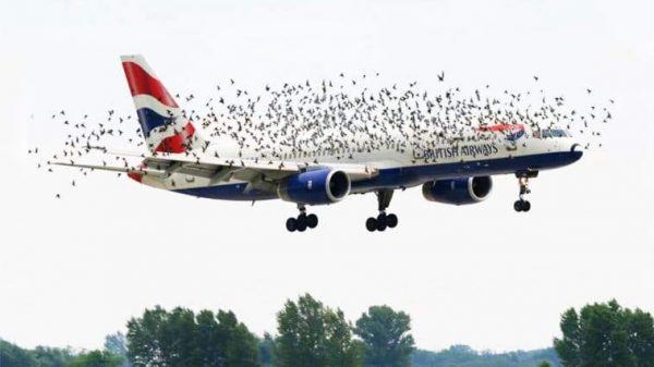 حقيقة الطيور الجارحة تجبر طائرة بريطانية على الهبوط