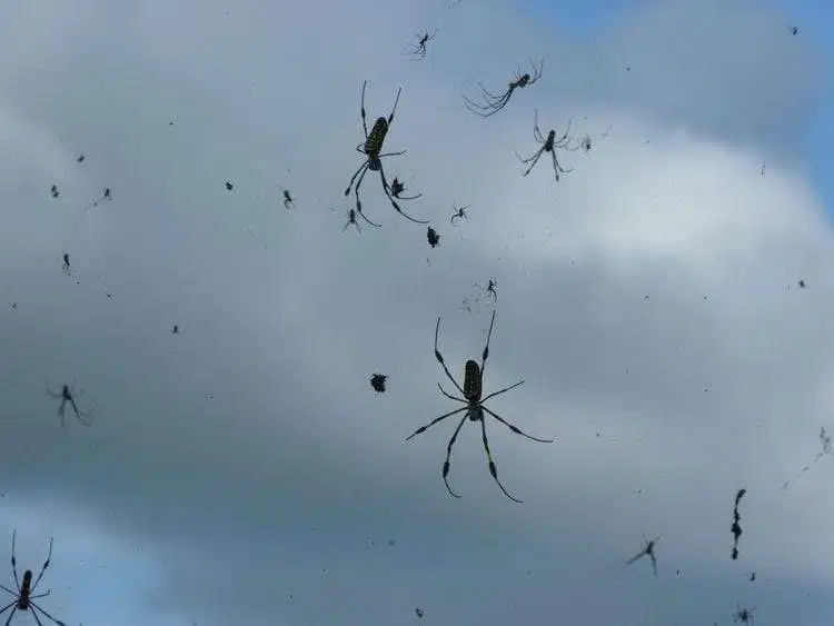 اكتشاف مثير يجيب.. كيف تطير العناكب في الهواء؟!