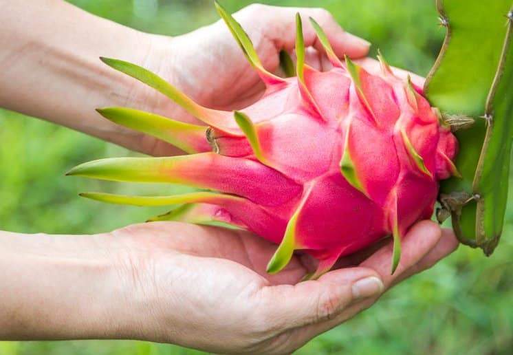 10 فوائد خارقة لفاكهة التنين العجيبة أبرزها قتل خلايا السرطان