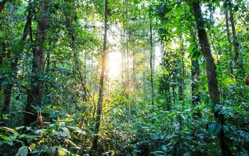صور تخطف القلوب... غابات الأمازون إبداع من نوع آخر