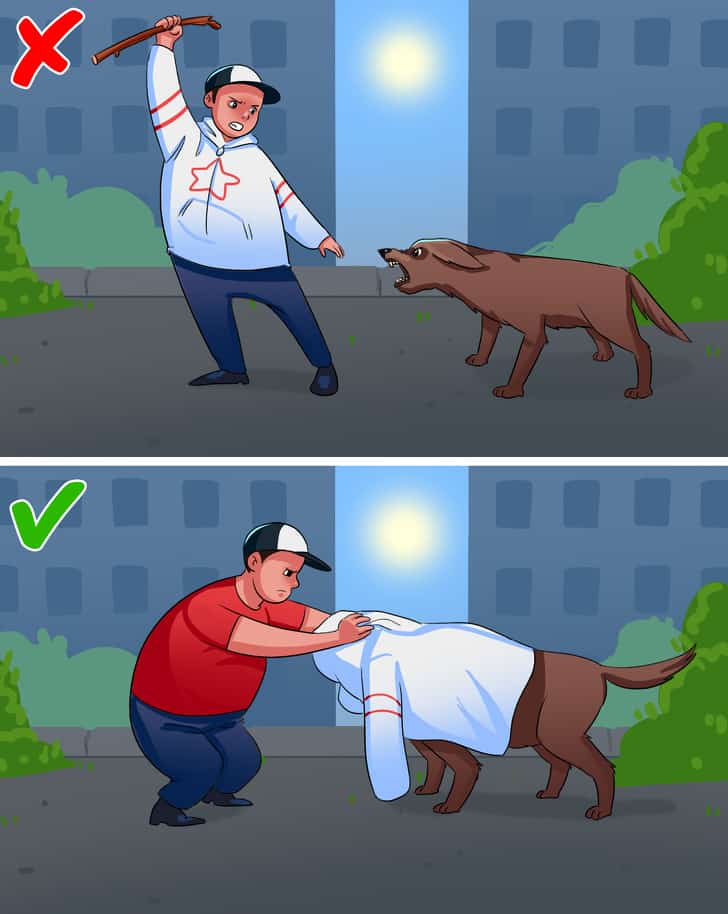 ماذا تفعل عند التعرض لهجوم كلب؟