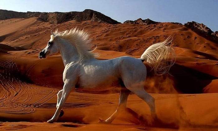 6 مواصفات تميز الخيول العربية الأصيلة
