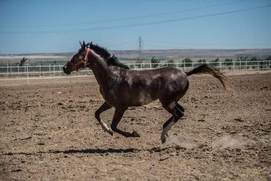 6 مواصفات نادرة تميز الخيول العربية الأصيلة