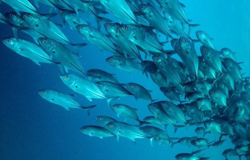 8 معلومات غريبة عن عالم الأسماك     