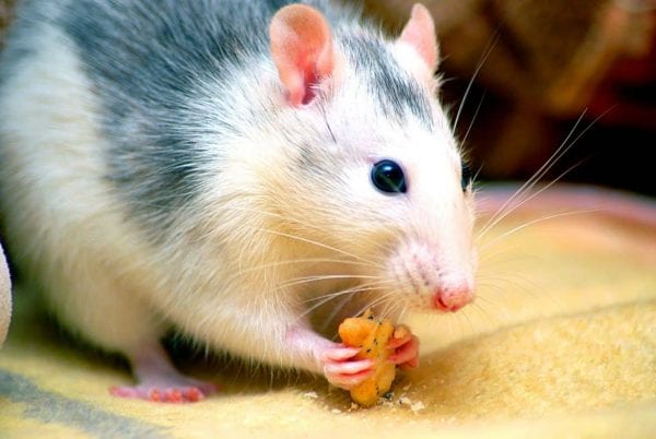 حقائق مذهلة عن الفئران لا يعرفها الكثيرون