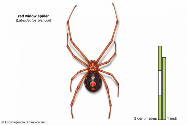 من 43 ألف نوع.. أخطر 3 «عناكب» قاتلة في العالم