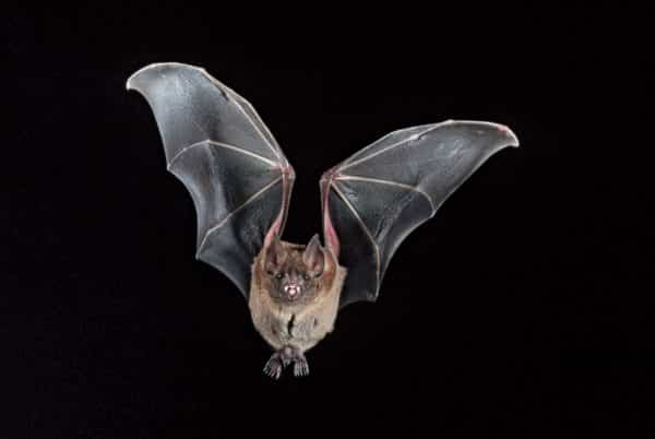 «ليست عمياء ويصنع منها البارود».. 4 معلومات مذهلة عن الخفافيش