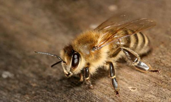 5 استخدامات مذهلة عسل النحل