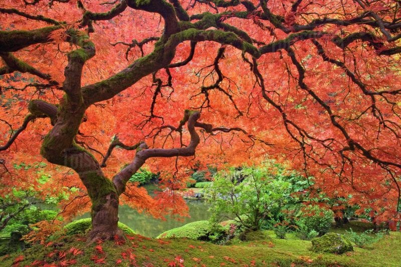 صور مذهلة لأجمل الأشجار حول العالم