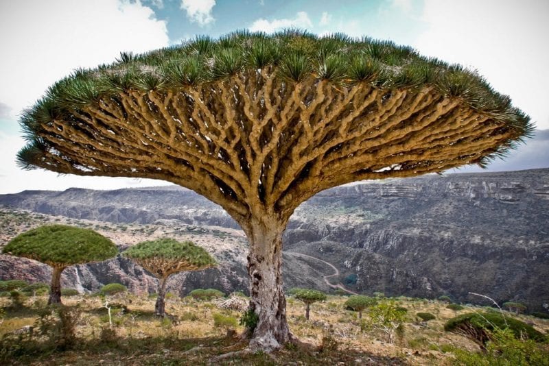 صور مذهلة لأجمل الأشجار حول العالم