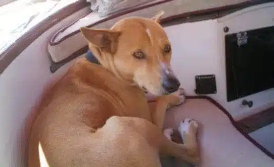 كانكونتو.. الكلب الذي أنقذ مالكه من قراصنة الكاريبي