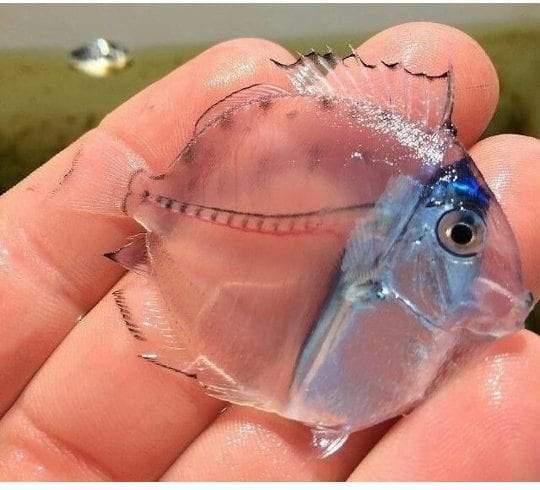 السمكة الشفافة من عجائب الطبيعة